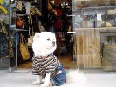 Dog dressed in jeans and t-shirt Dog dressed in jeans and t-shirt