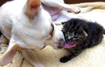 Puppy Love Puppy love