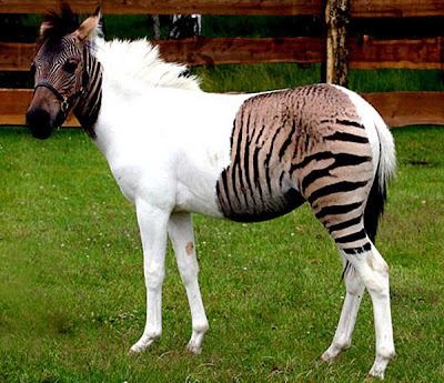 Zorse Zorse