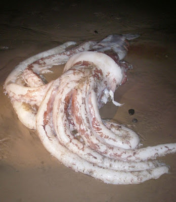 Giant Squid Giant Squid