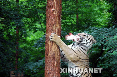 Tigers Tigers