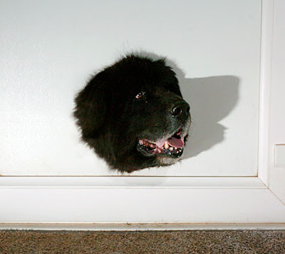 Stuck Dog Stuck Dog