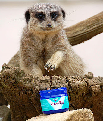 Meerkats Meerkats