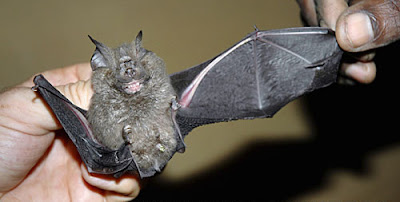 A new species of bat A new species of bat