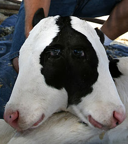 Blinkie the two-headed calf Blinkie the two-headed calf