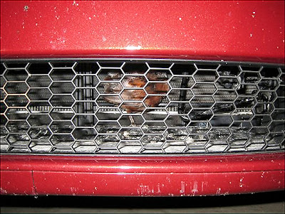 Bird grilled, but lives to tell tale Bird grilled, but lives to tell tale