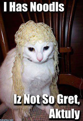 cat with noodles