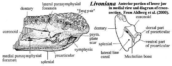 LivonianaDentary.gif