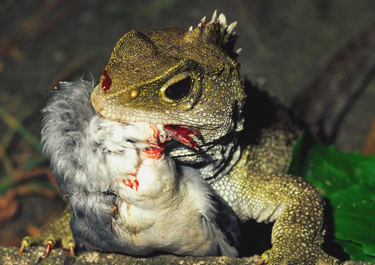 reptil reptil