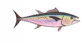 Tuna, Dogtooth / Gymnosarda unicolor