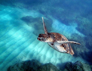Animales Animales