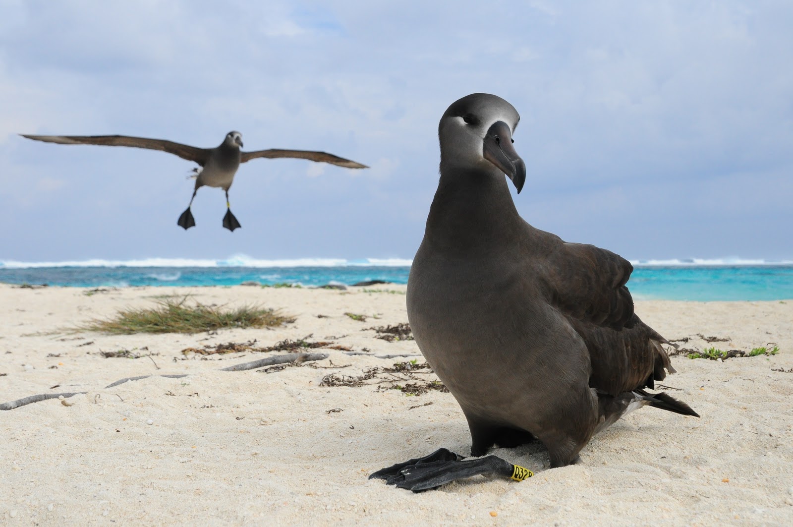 French Frigate Shoals (Kānemilohaʻi)Tern Island Blog Albatross nesting on Tern