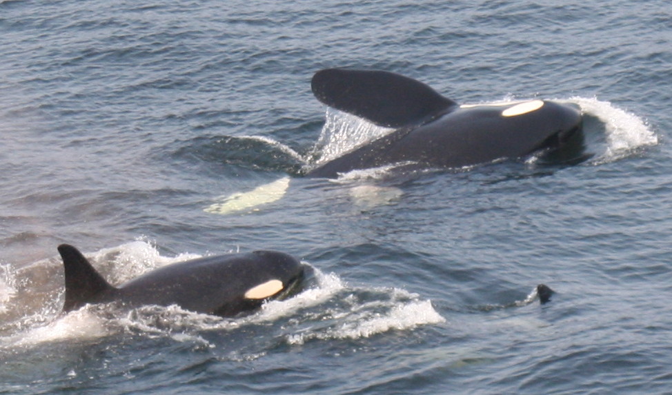 [orcas.jpg]