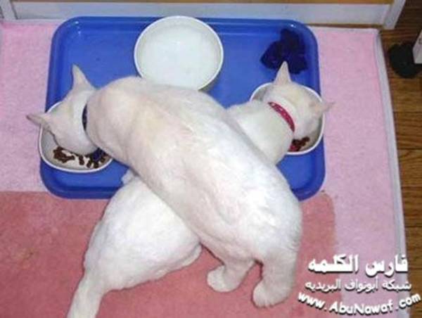 The Extremes !!!!