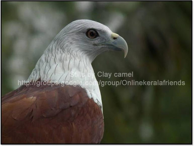The King of Birds