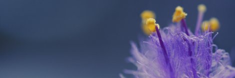pluma