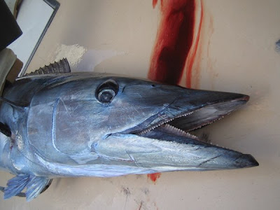 wahoo fish taste description wahoo fish taste description