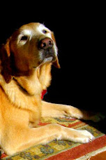 Cody - Her Dog