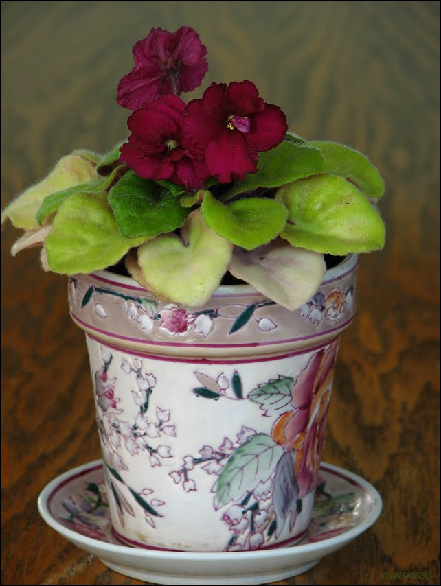 Mini African Violets
