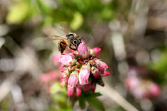 Blueberry Bell and Bee