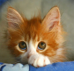 Favorite Pet Photos
