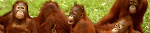 Orangutan orphans In Borneo Sanctuary