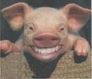 [0smiling-pig.jpeg]