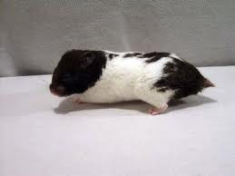 pictures of black and white hamsters
