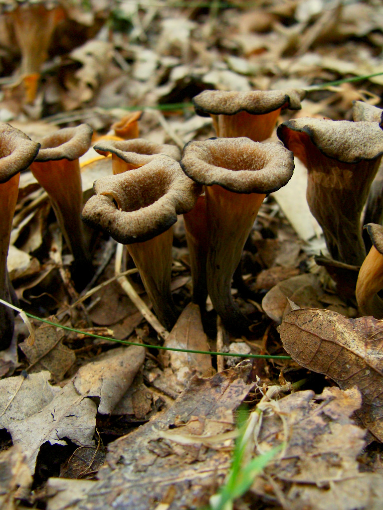 Mycologista Black Trumpets (finally!)