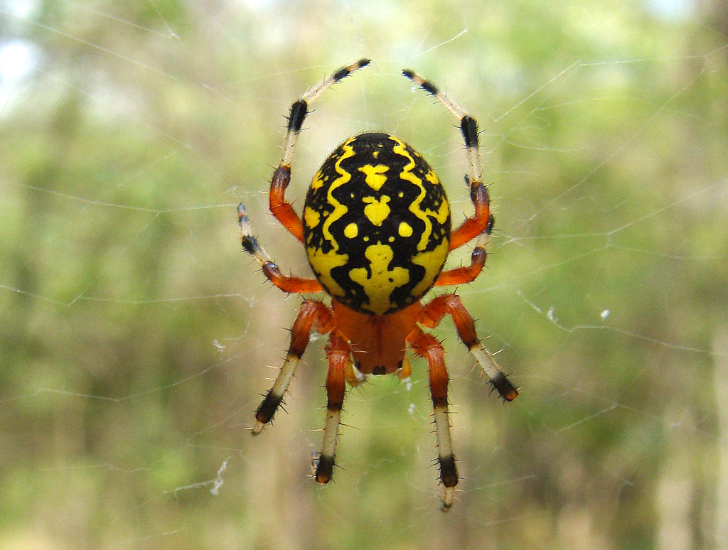Паук желтый с четырьмя белыми кружочками фото Паук желтый с четырьмя белыми кружочками фото