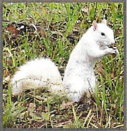 [WhiteSquirrel.jpg]