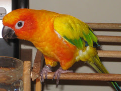 Squawk!
