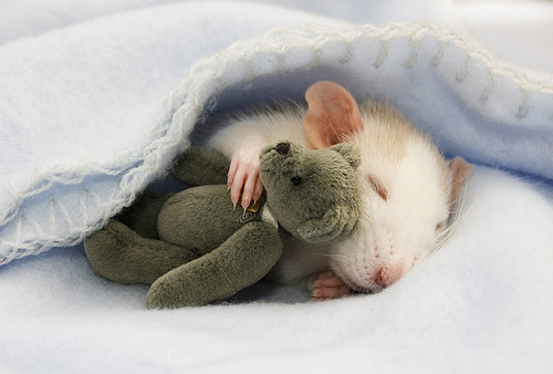 [Imagen: animales,durmiendo,hamster,roedor,tierno...0db8_h.jpg]