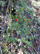 Gilbardeira - Ruscus aculeatus