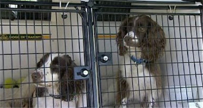 Sniffer dogs used in search for Madeleine McCann found missing Orkney man's body Eddie+and+keela