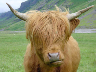 Dsc00141_Closeup_of_Highland_Cow.jpg