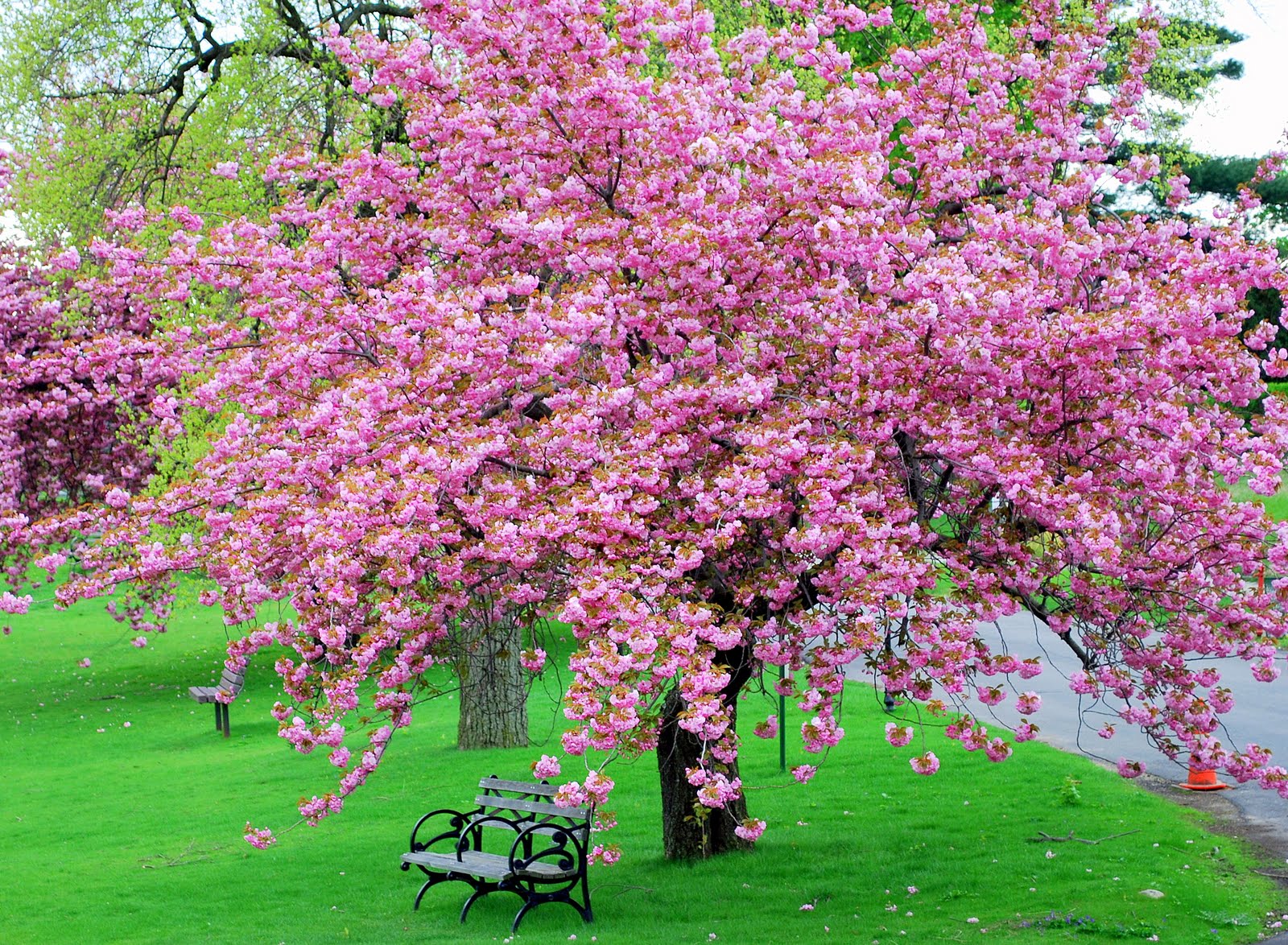 Image Gallery springtime trees