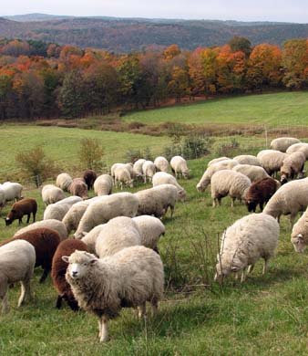 fall colors on our hill