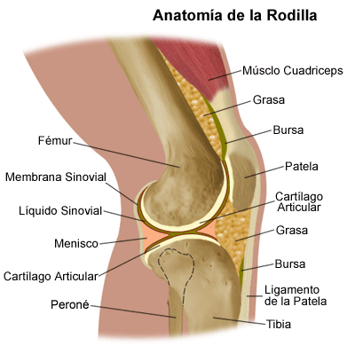 La lordosis es allanada que