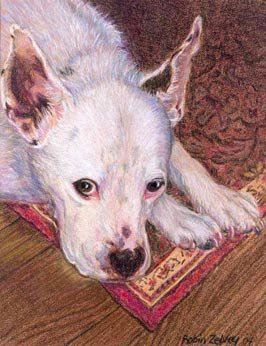 Maltese Pitbull Mix
