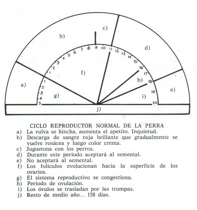celo