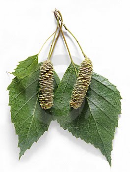 Botiquín natural: Abedul