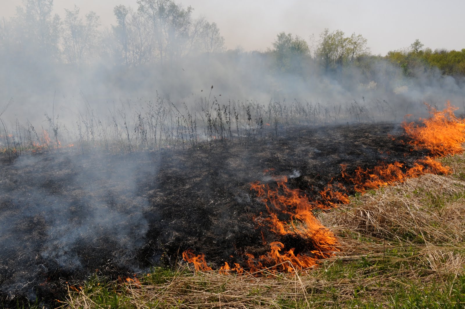 Flight....for the land The Prairie Fire