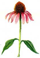che fiore sono?