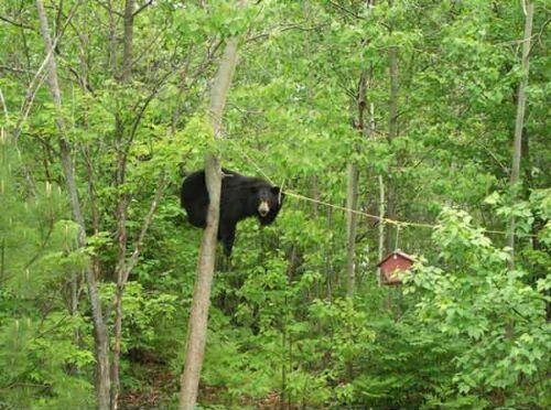 [bear.1.bmp]