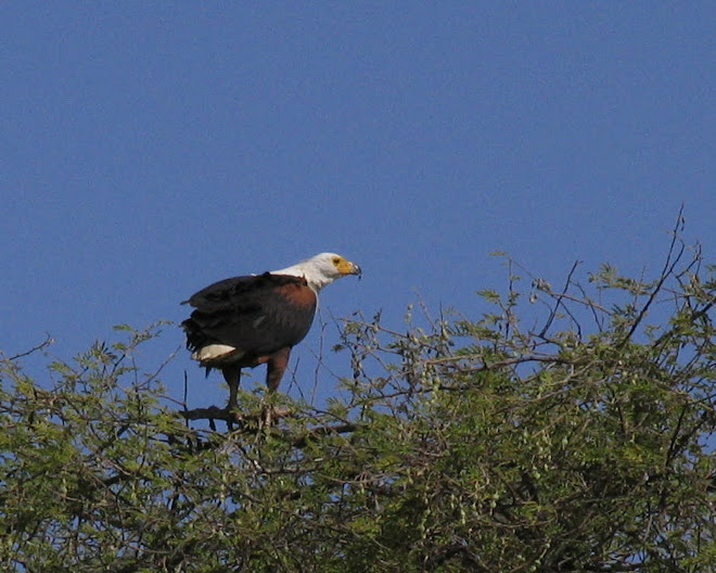 Haliaeetus Vocifer