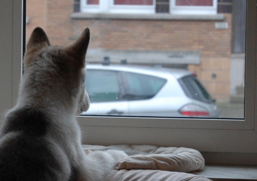 [At+the+Windows.jpeg]