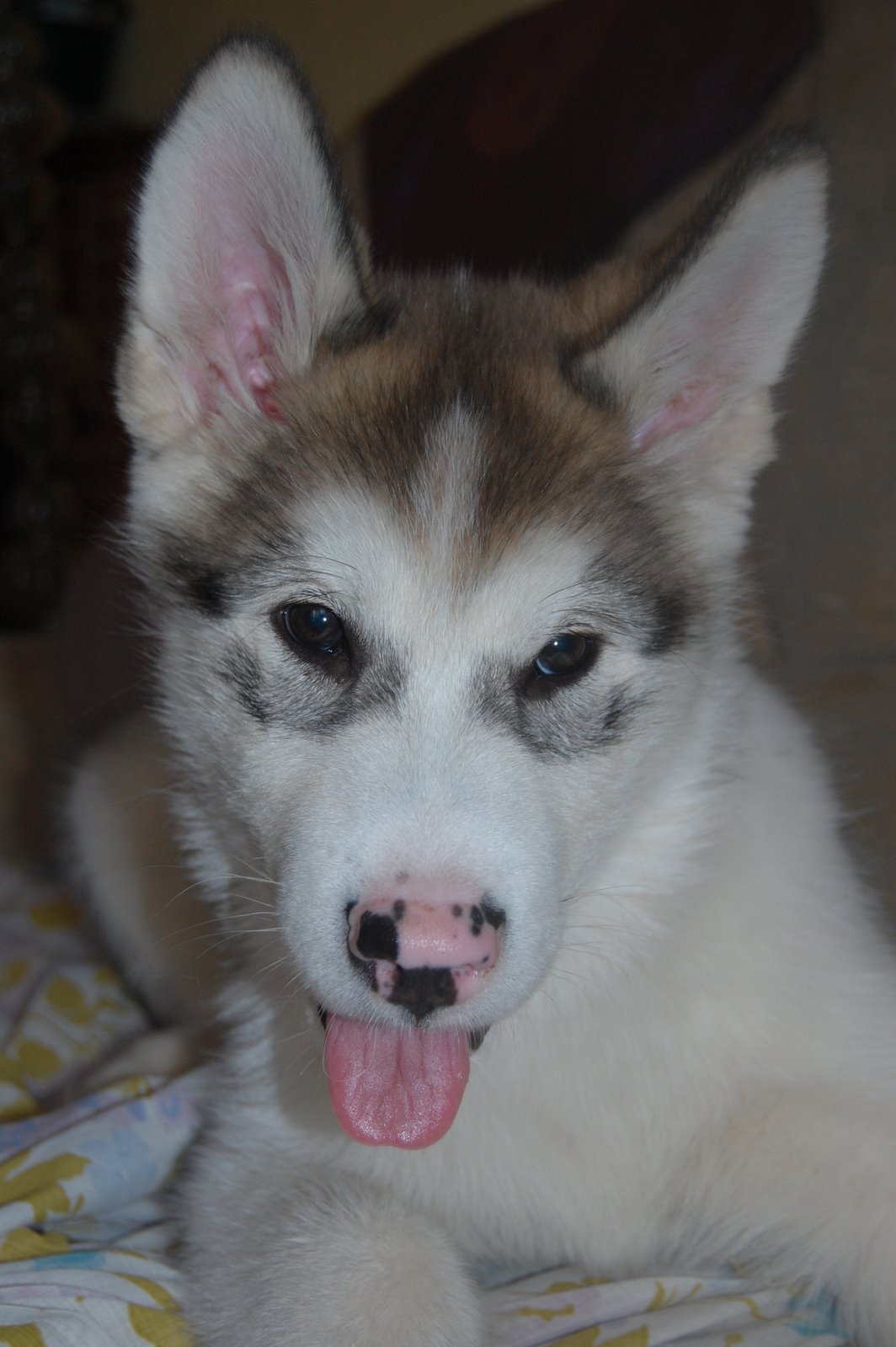 [denverSplender.JPG]