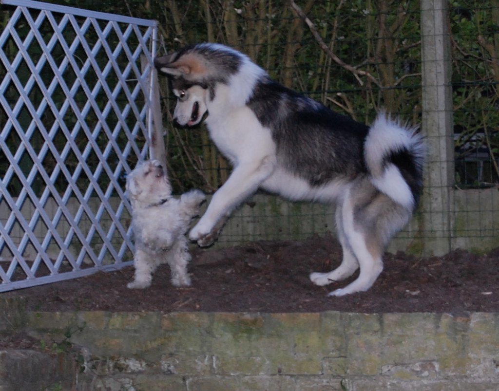 [peugot-ferrari.jpg]