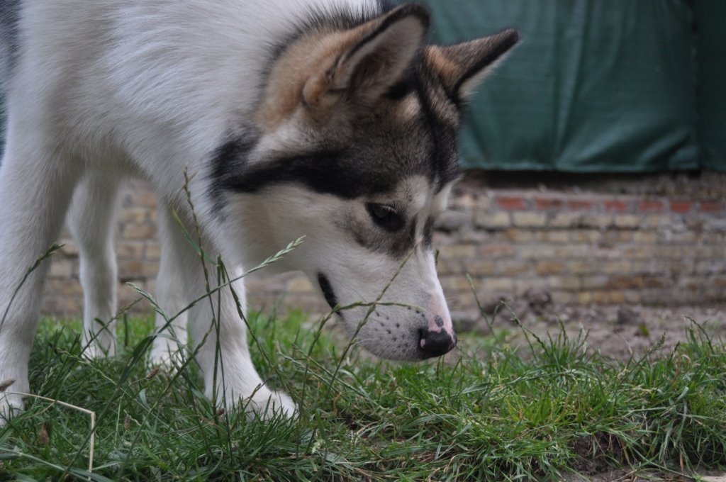 [07-grass.JPG]